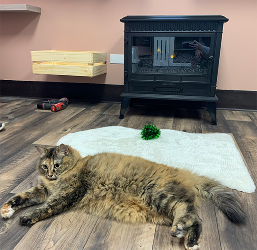 Posh Pooch Hotel & Daycare Cat Boarding Room - lounging kitty