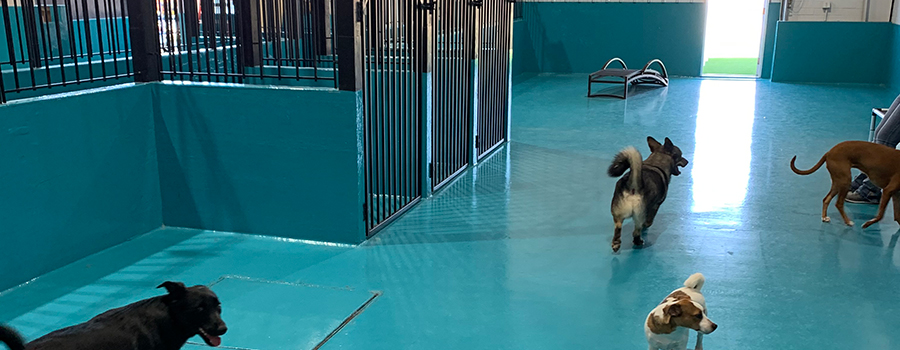 Posh Pooch indoor play area